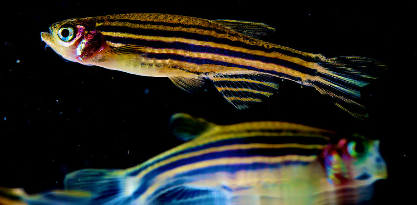 Zebra Patterned Fish How the zebrafish got its stripes