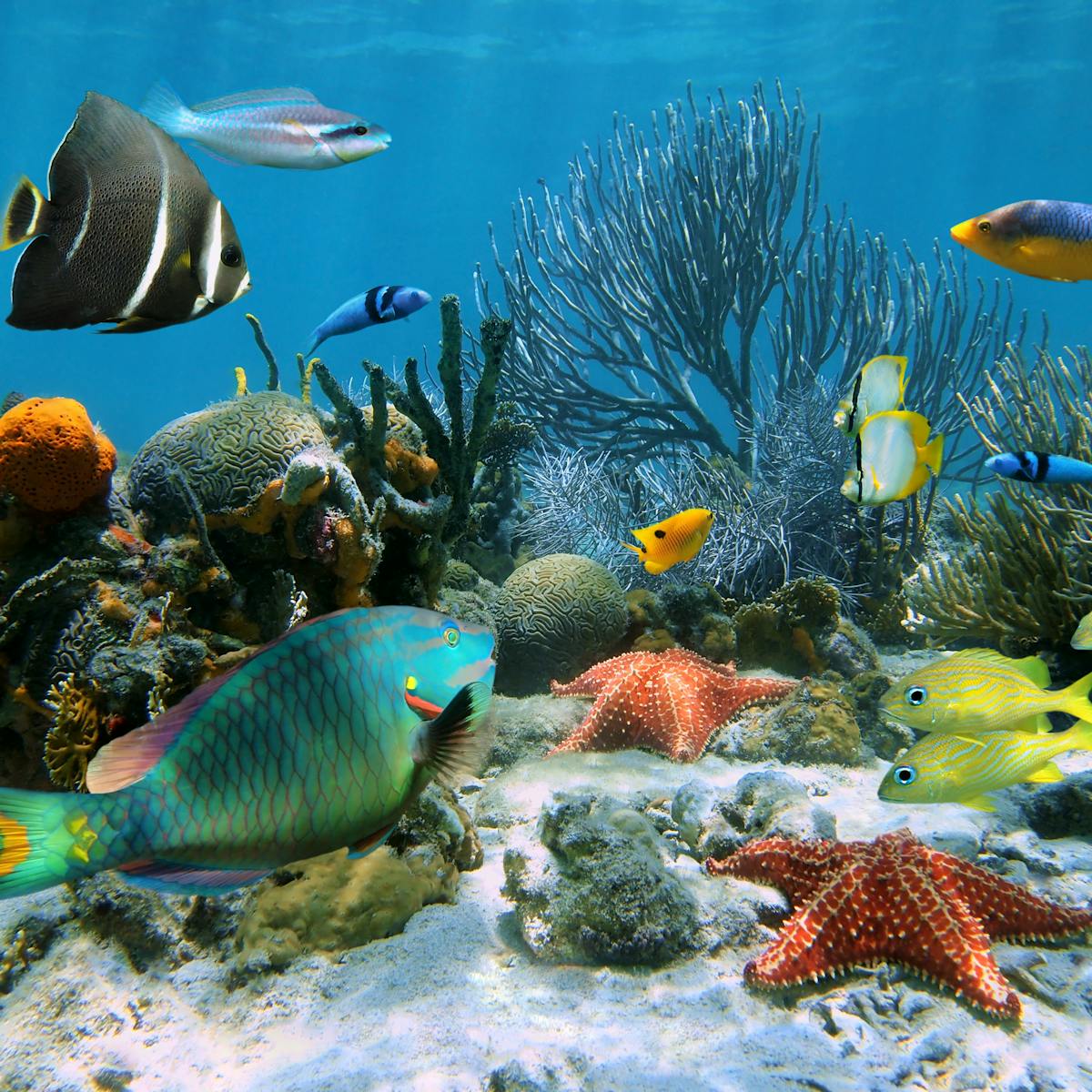How animals went from single cells to over 30 different body types How animals went from single cells to over 30 different body types