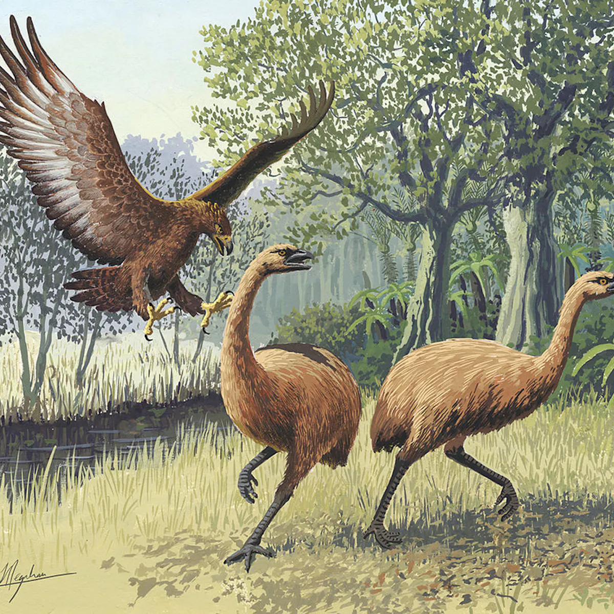 Dead as the moa: oral traditions show that early Māori recognised extinction