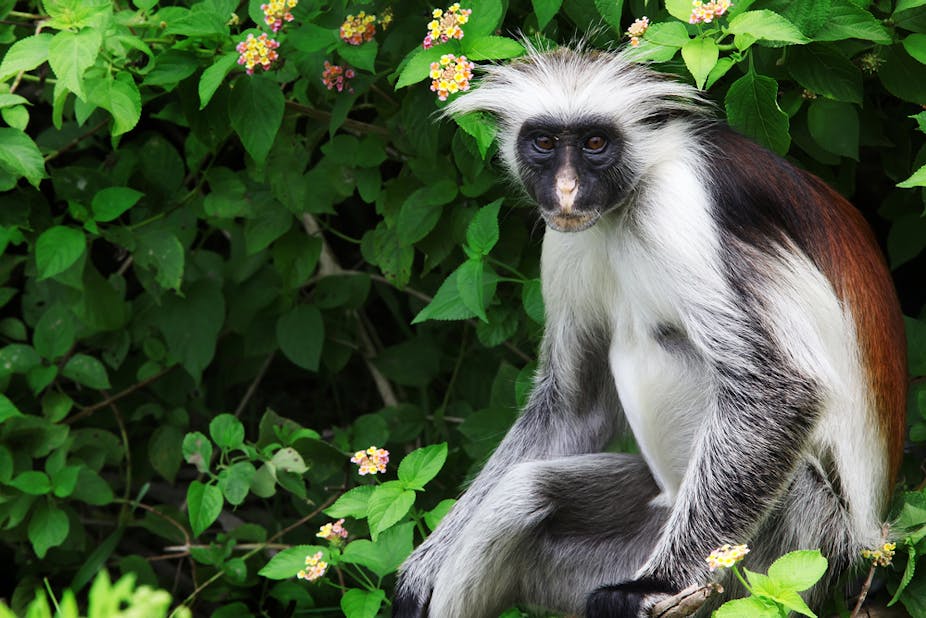 Tanzania Wildlife