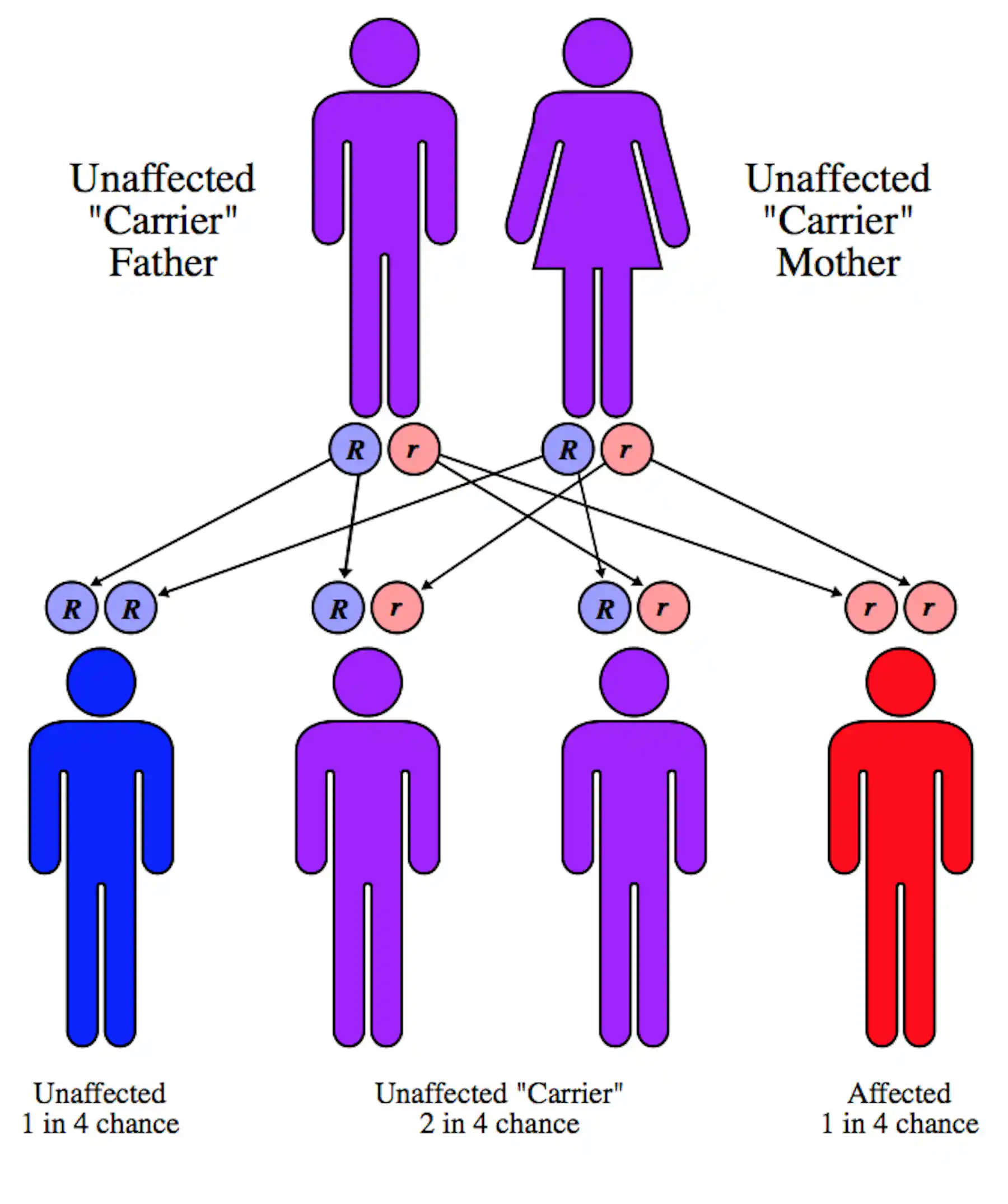 Discovering the ancient origin of cystic fibrosis, the most common ...