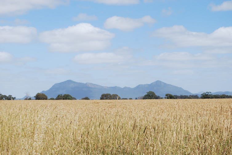 Australia’s grain exports will suffer under climate change. Alpha/Flickr, CC BY-NC