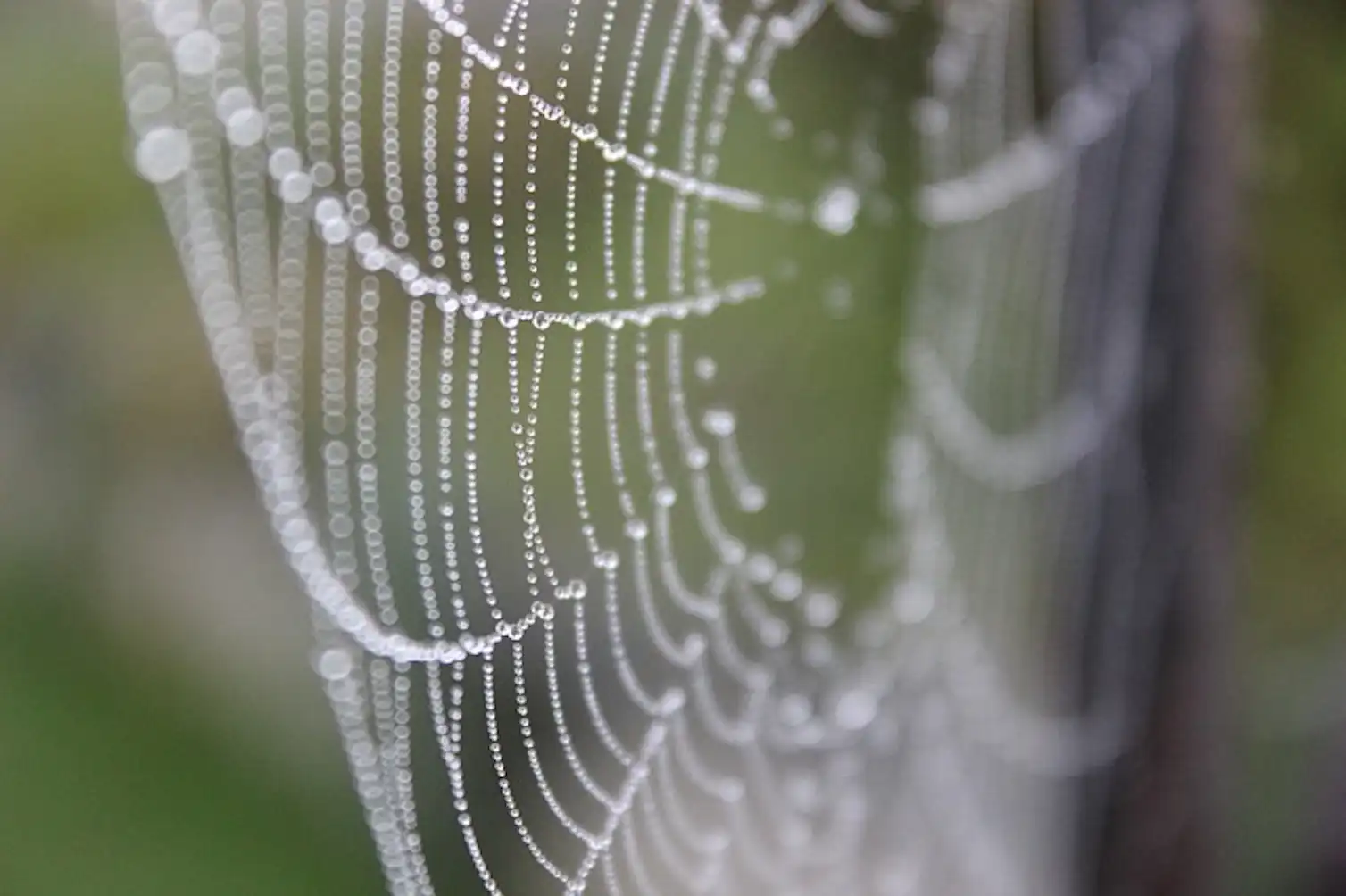 Gossamer Example Language: why we like some words more than others