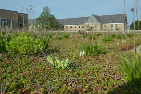 Low-income neighborhoods would gain the most from green roofs in cities like Chicago