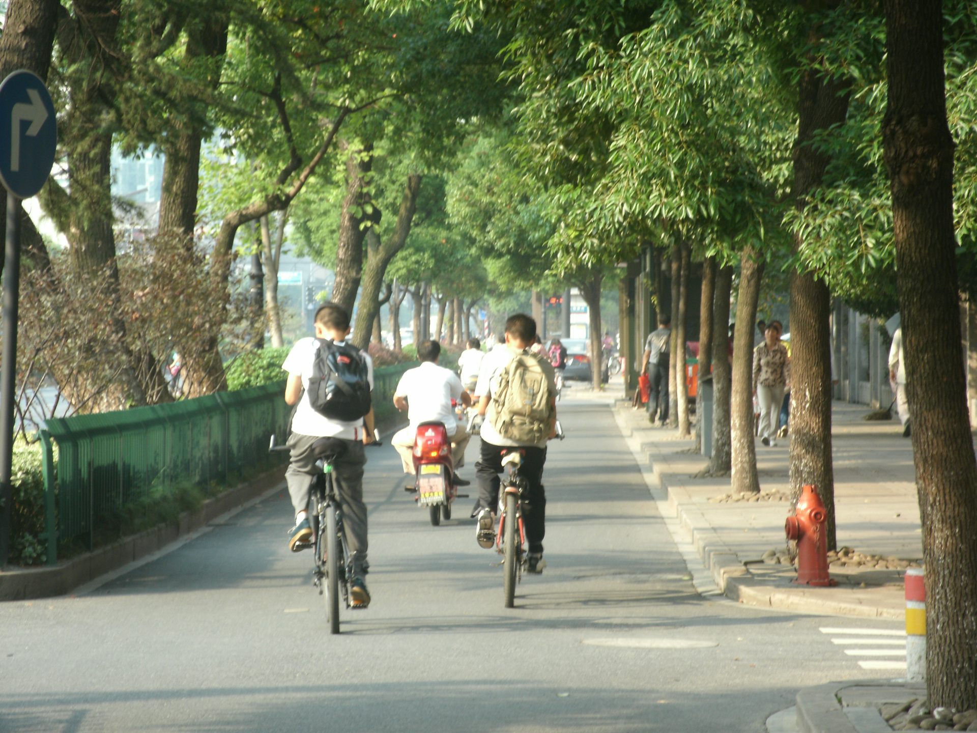 bicycle in a tree