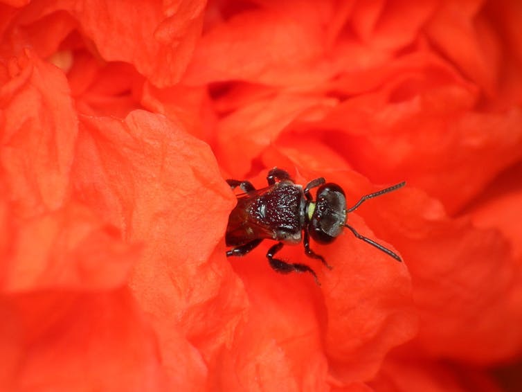 Wasps, aphids and ants: the other honey makers