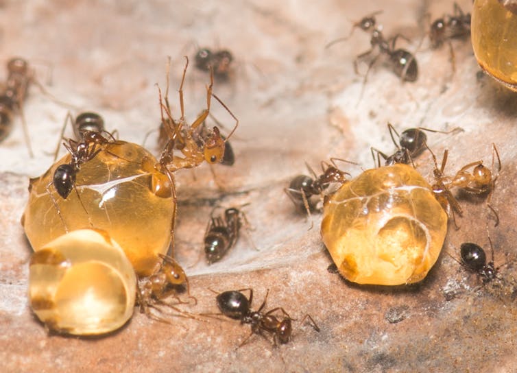 Wasps, aphids and ants: the other honey makers