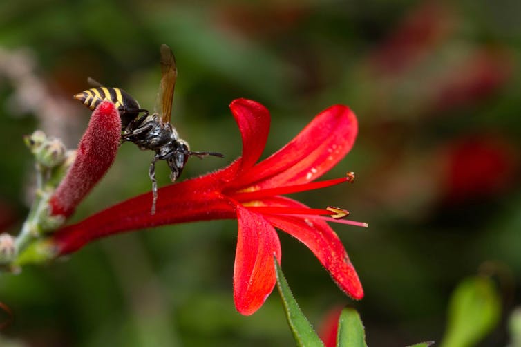 Wasps, aphids and ants: the other honey makers