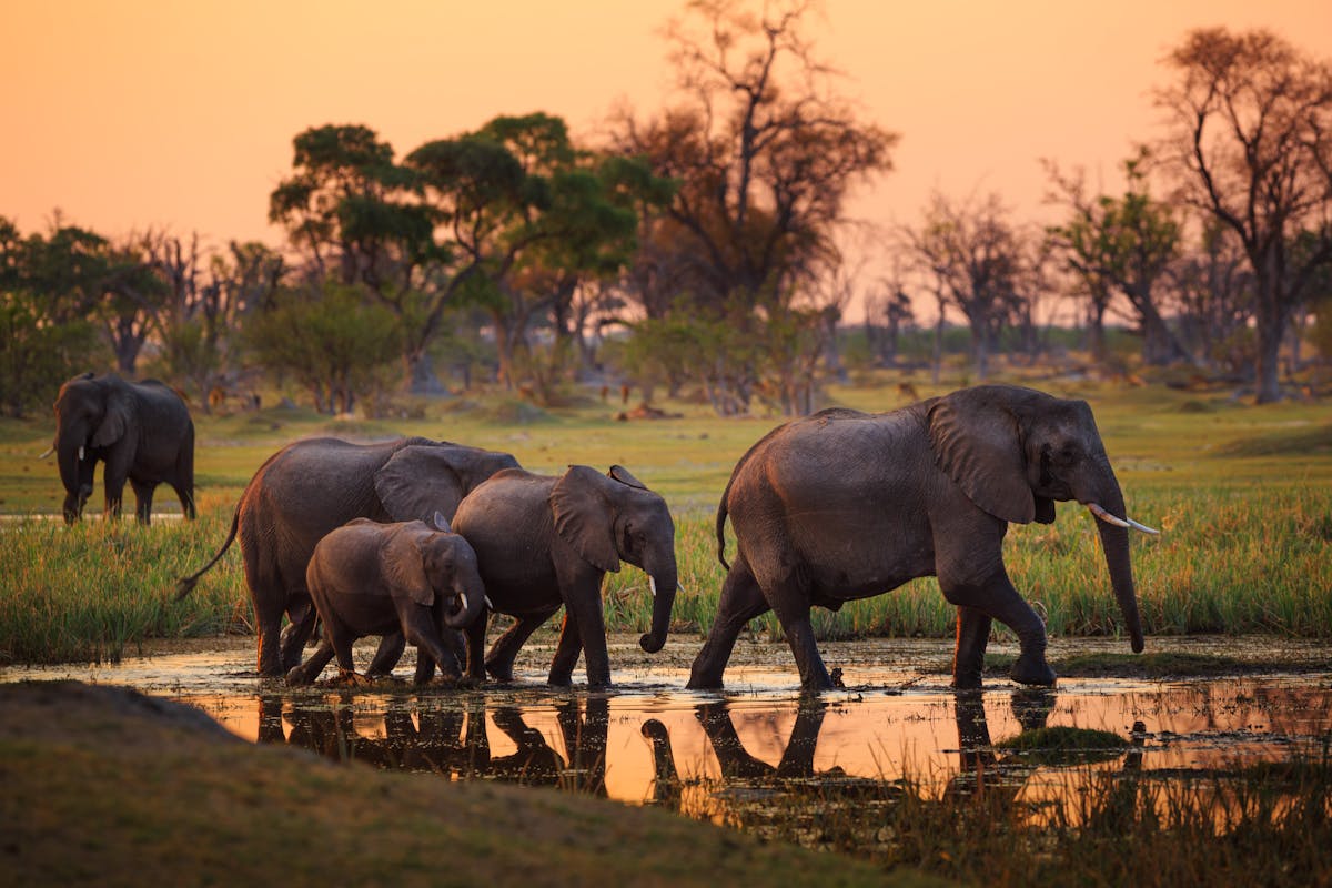 Why Botswana is no longer a haven elephants
