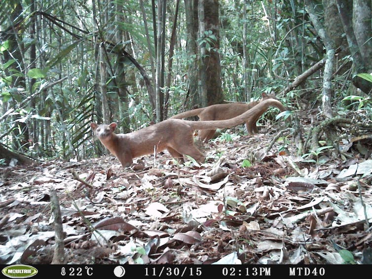 Caught on camera: The fossa, Madagascar's elusive top predator