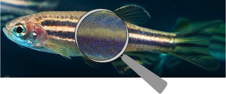 How the zebrafish got its stripes