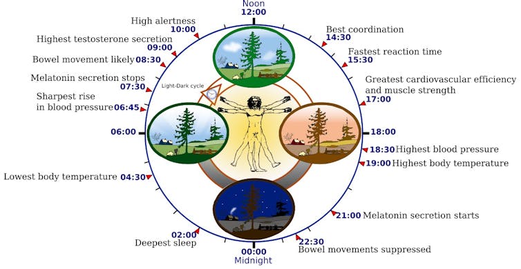 Simple blood test could read people's internal clock