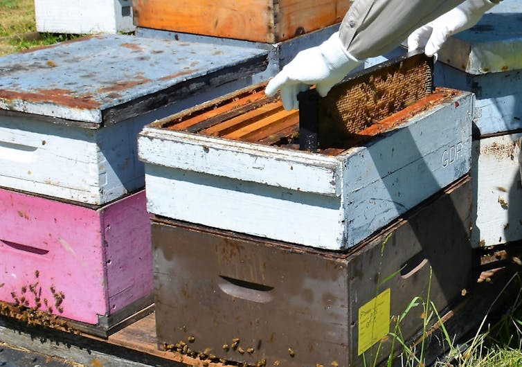 Is Beekeeping Wrong?