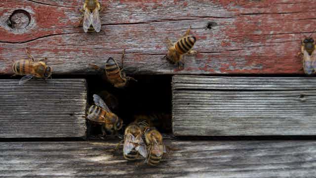 To save honey bees we need to design them new hives
