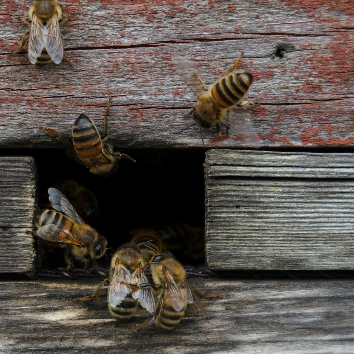 Keeping Honeybees Doesn T Save Bees Or The Environment