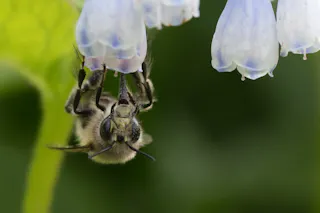 Keeping Honeybees Doesn't Save Bees – or the Environment 4 Keeping Honeybees Doesn't Save Bees – or the Environment 4