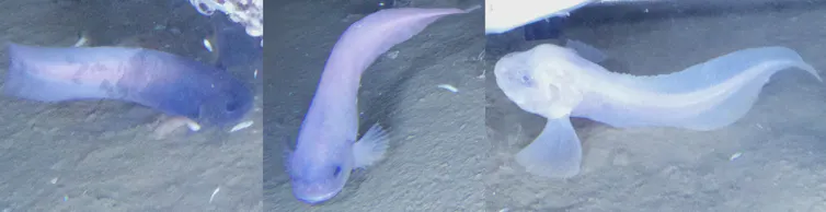 Snailfish: how we found a new species in one of the ocean's deepest places