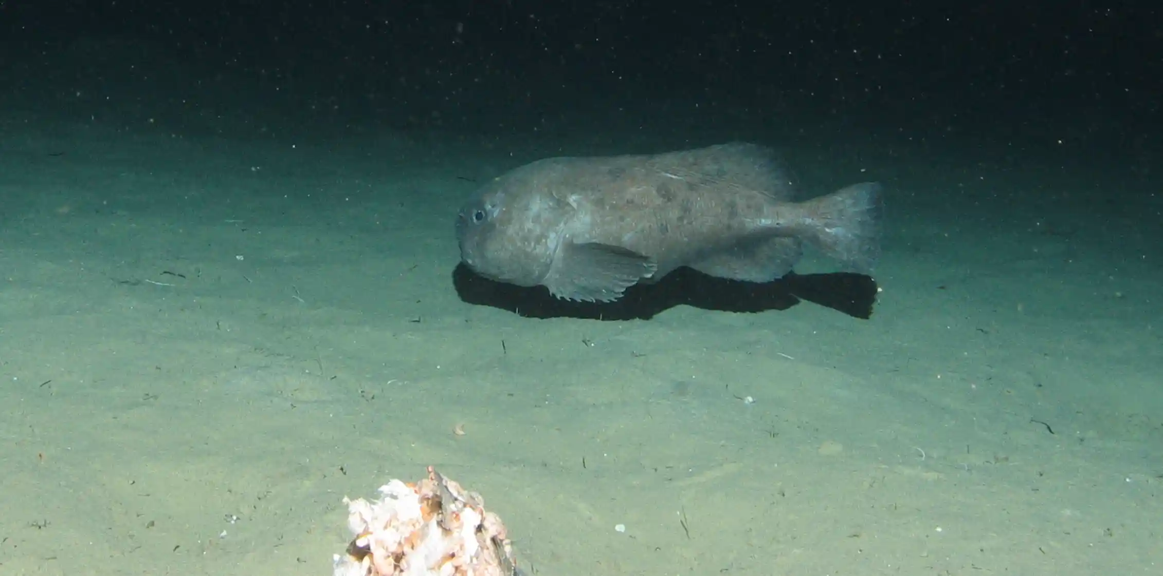 Snailfish: how we found a new species in one of the ocean's deepest places