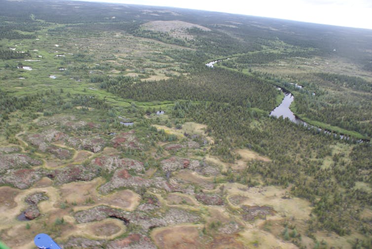 What the world needs now to fight climate change: More swamps