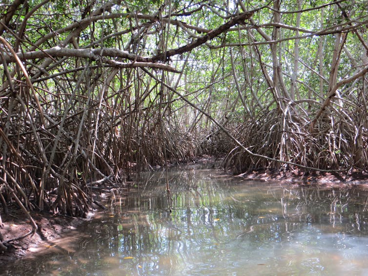 What the world needs now to fight climate change: More swamps