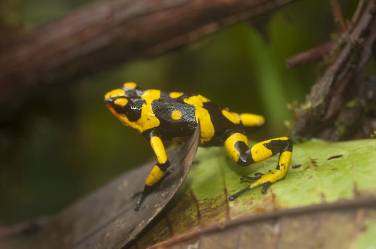 Study finds ethical and illicit sources of poison frogs in the