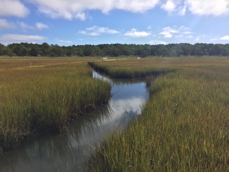 What the world needs now to fight climate change: More swamps