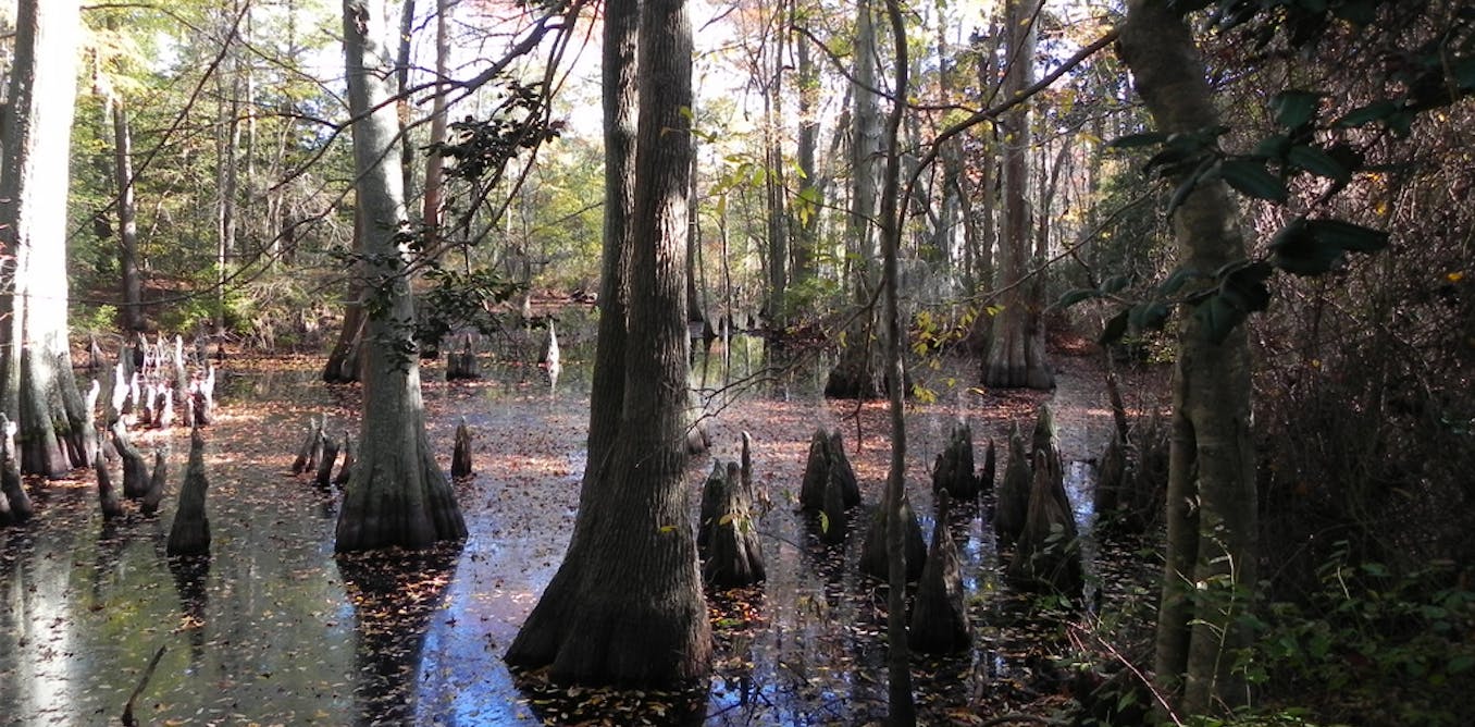 What the world needs now to fight climate change: More swamps