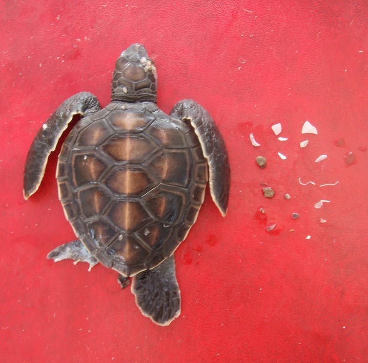 TOXIC MEAL. One of the first meals eaten by this sea turtle post-hatchling turned out to be deadly. It died from consuming more than 20 tiny pieces of plastic, many of which were about the same size as a grain of rice. Kathy Townsend, Author provided