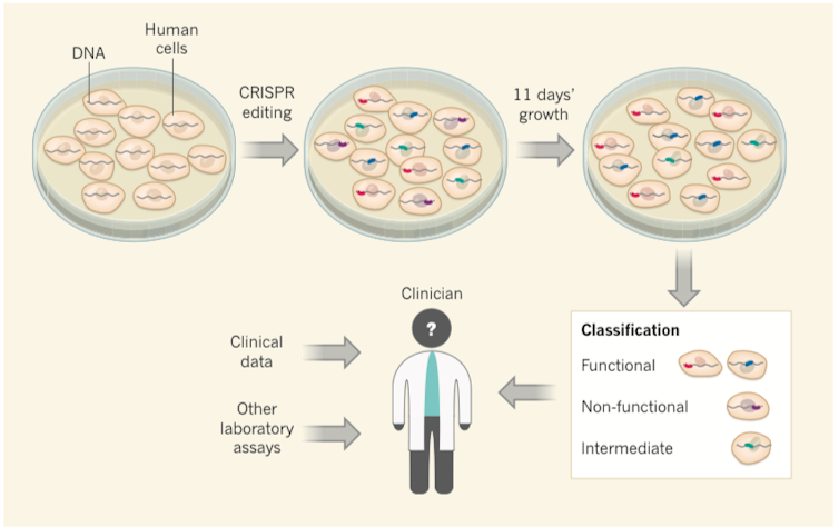 Gene-editing technique CRISPR identifies dangerous breast cancer mutations