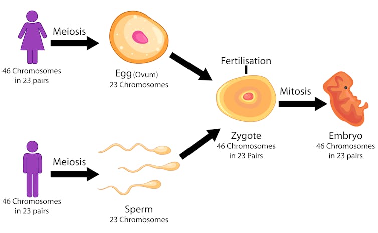 What makes you a man or a woman? Geneticist Jenny Graves explains