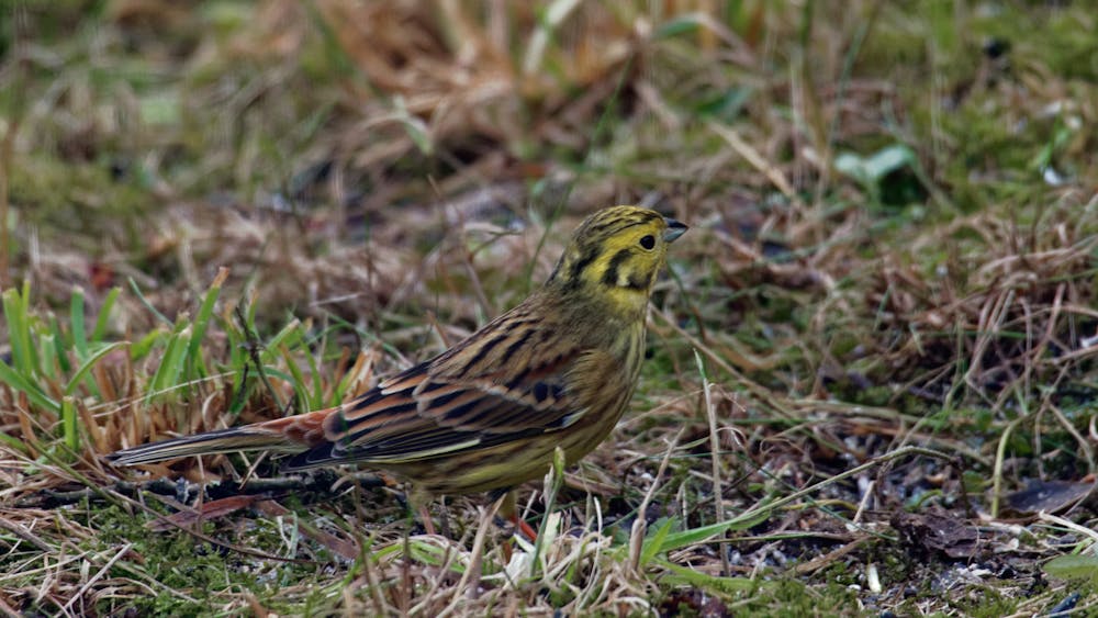 yellowhammer the brexit bird with a story to tell about the eu