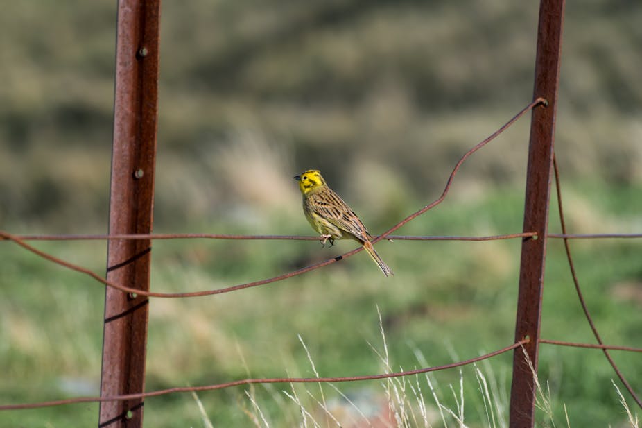 yellowhammer the brexit bird with a story to tell about the eu