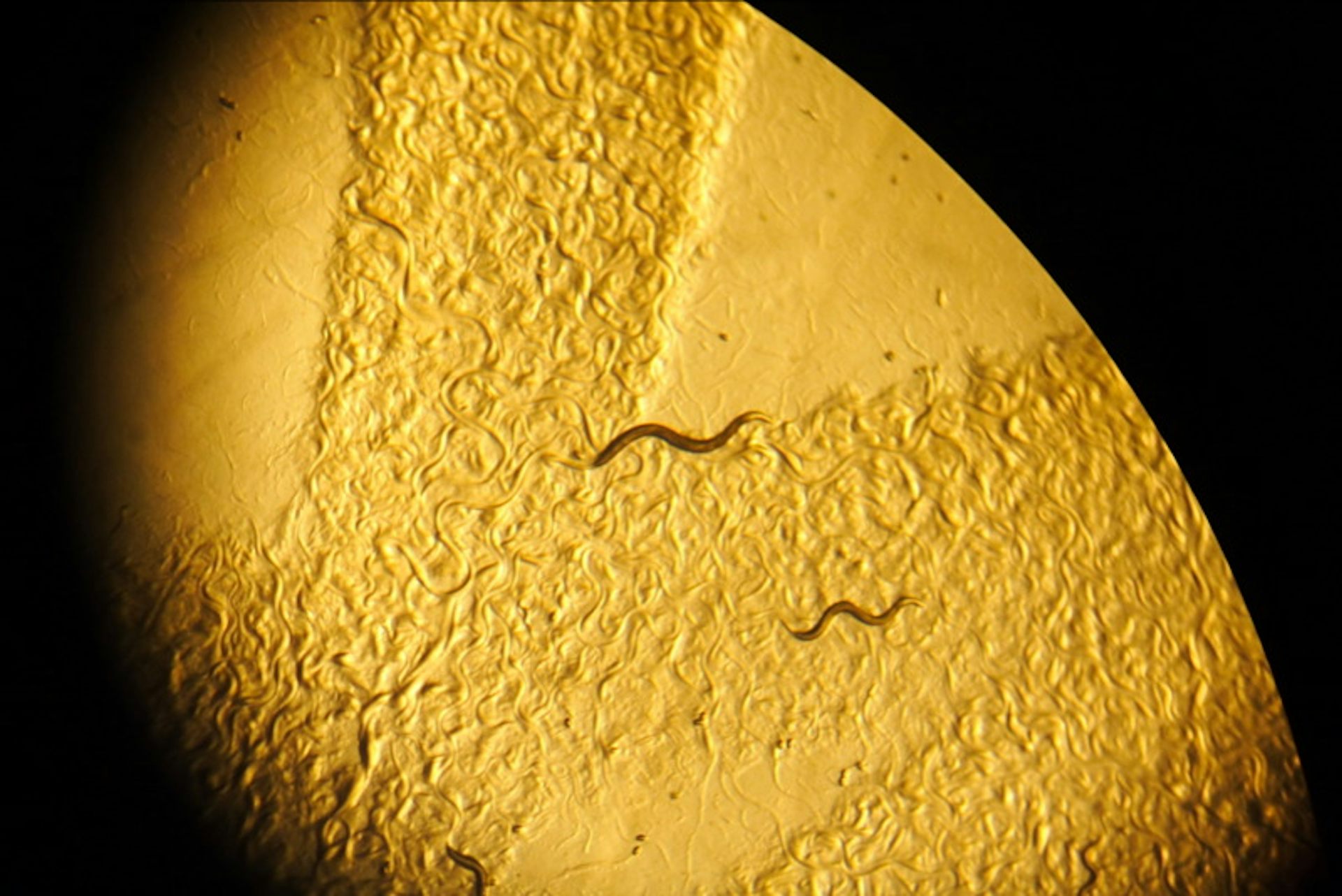 Animals In Research C Elegans Roundworm