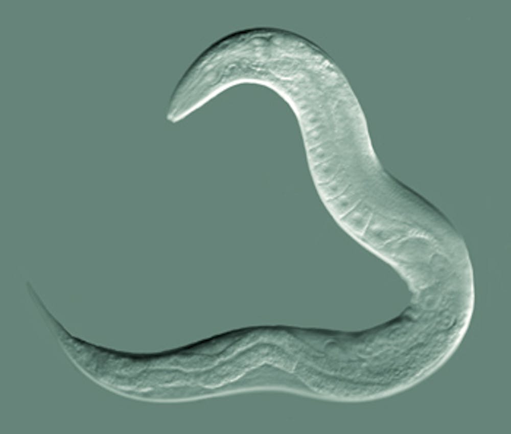 Resultado de imagen para 'C. elegans