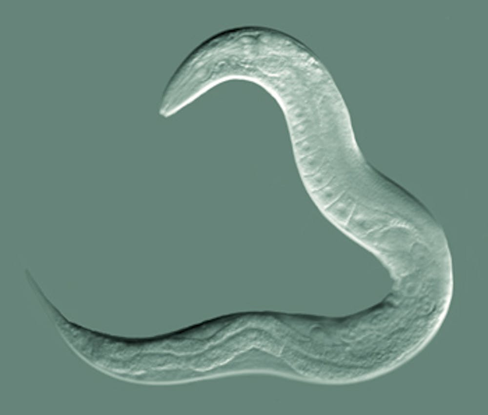 First Complete Wiring Diagram Of An Animal C Elegans Nervous System Established Www Bioquicknews Com