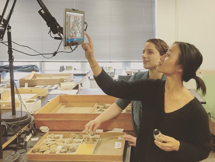 Digitizing the vast 'dark data' in museum fossil collections