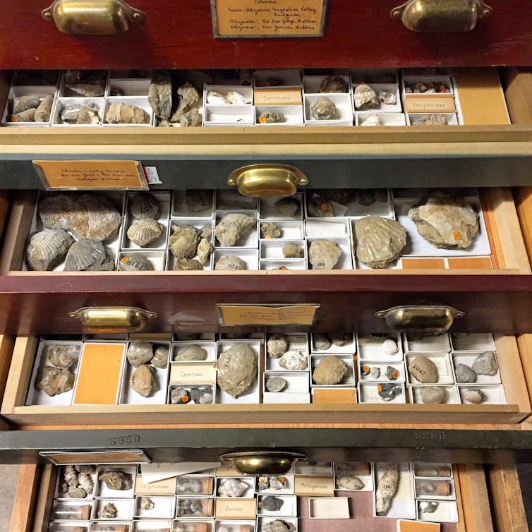 Digitizing the vast 'dark data' in museum fossil collections