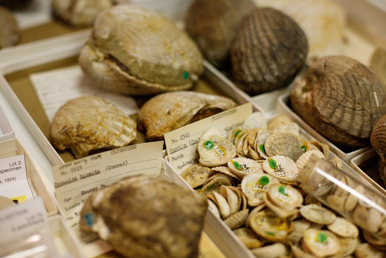 Digitizing the vast 'dark data' in museum fossil collections