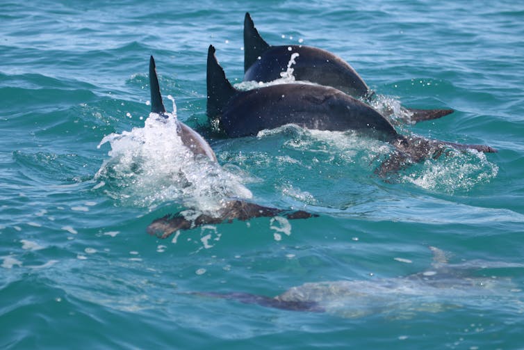 how dolphins learn to work together for rewards
