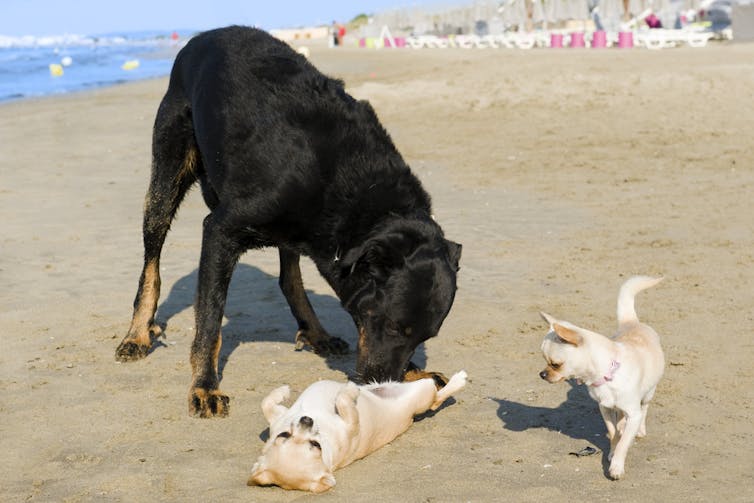 How understanding animal behaviour can liberate us from gender inequality