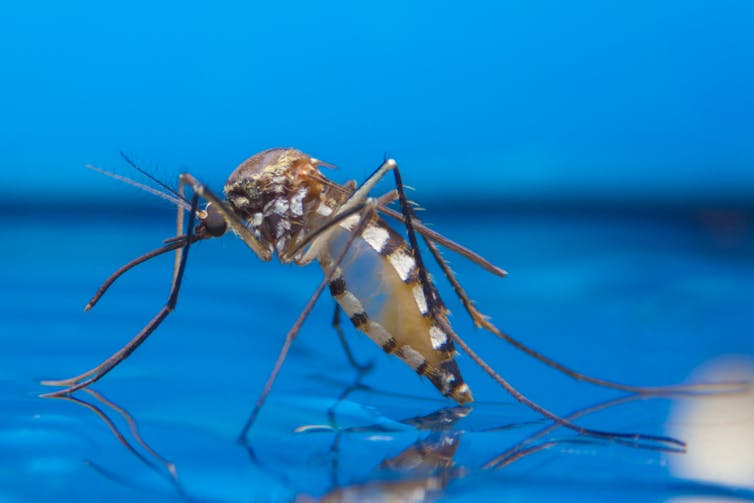 CARRIER. Mosquitoes carry microplastics too. khlungcenter/Shutterstock 