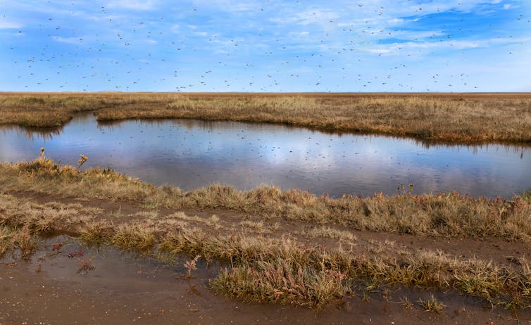 HABITAT. Mosquitoes leave the water and take microplastics with them. Shaun Wilkinson/Shutterstock