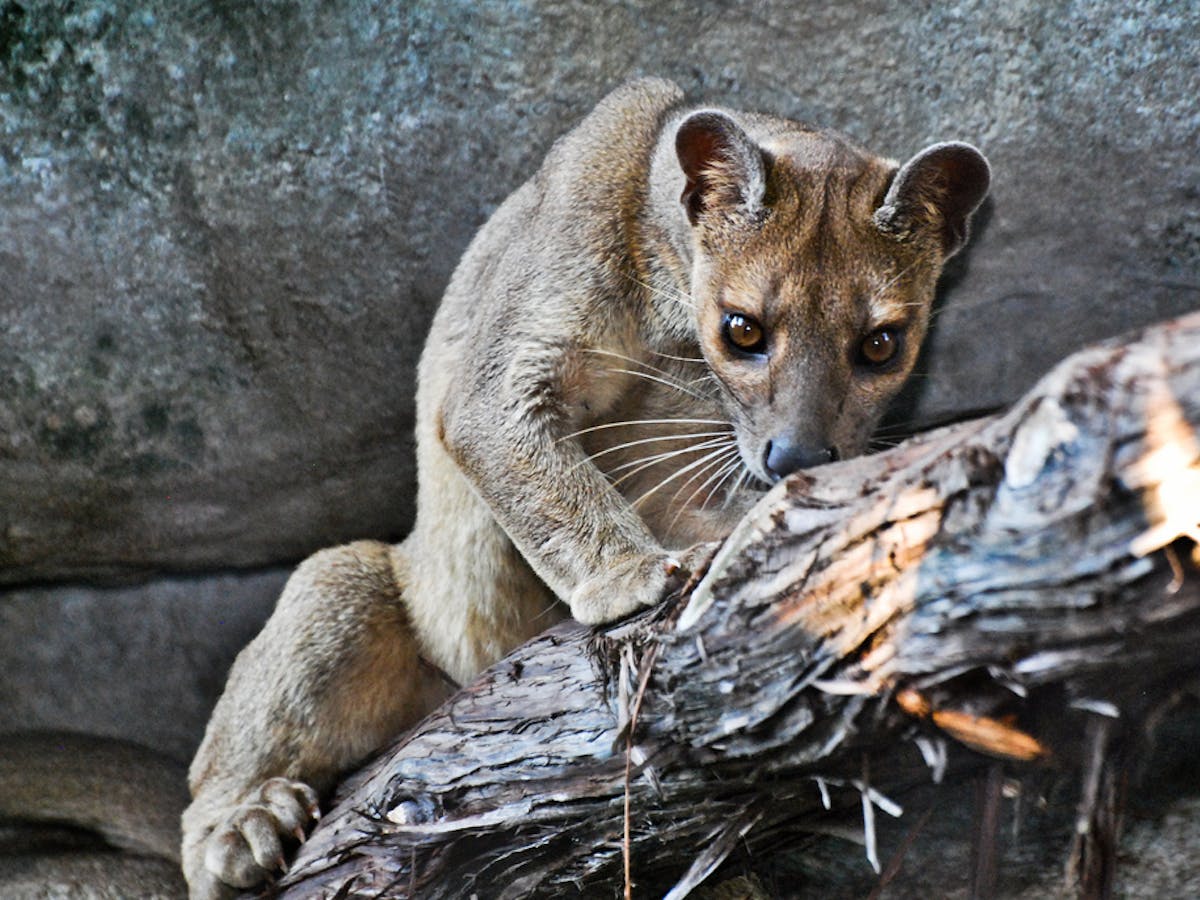 Caught on camera: The fossa, Madagascar's elusive top predator