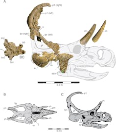 Shrinking the Grand Staircase-Escalante National Monument is a disaster for paleontology