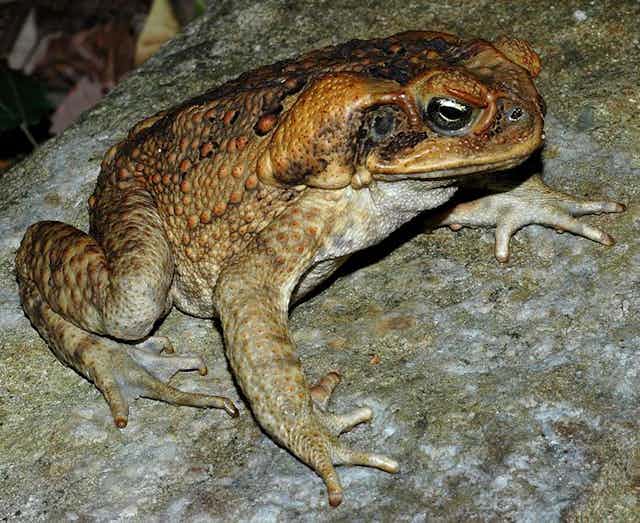 cane toad case study answer key