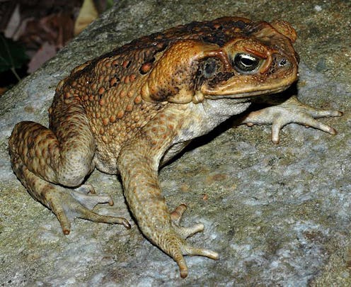 We've cracked the cane toad genome, and that could help put the brakes on its invasion