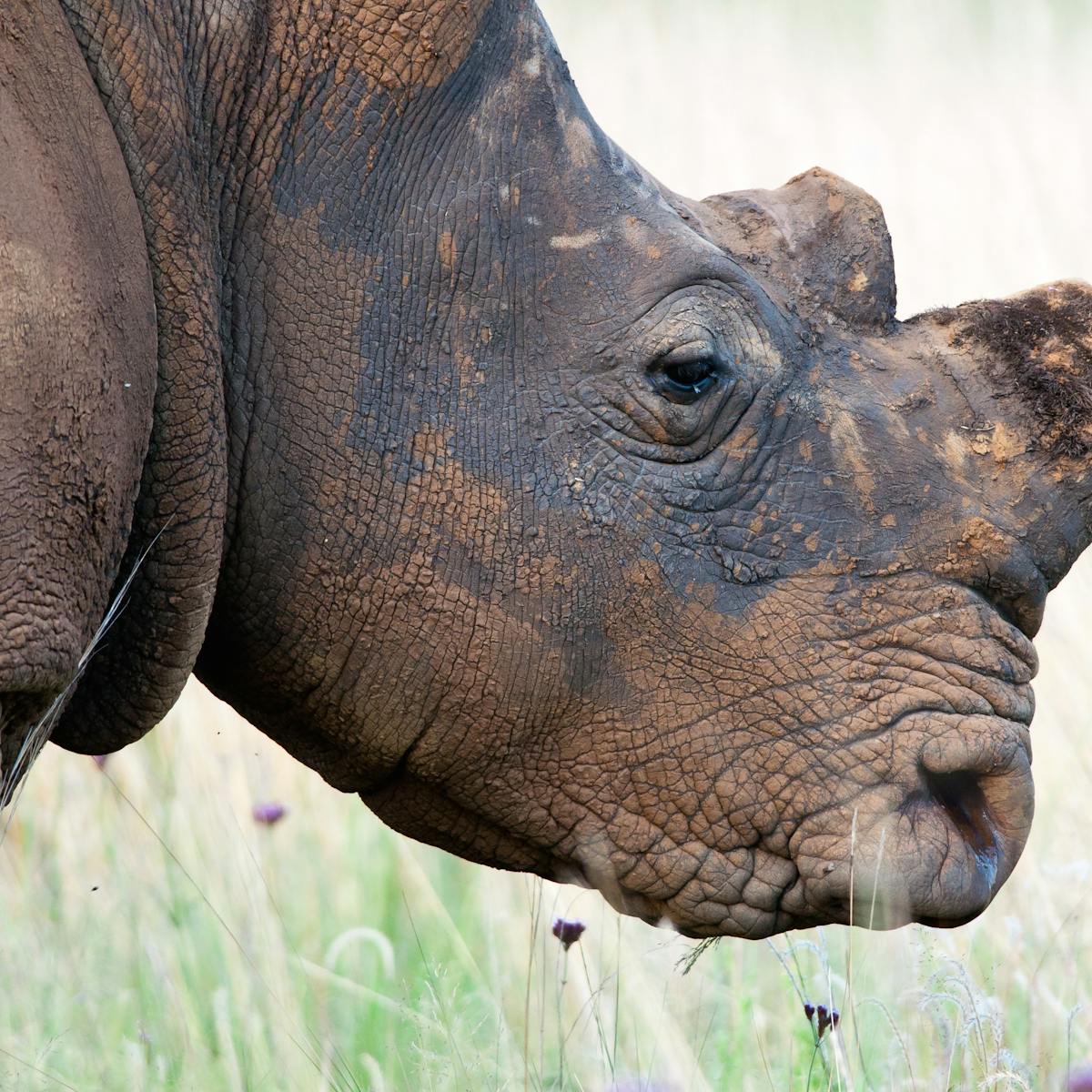 Rhino horn must become a socially unacceptable product in Asia