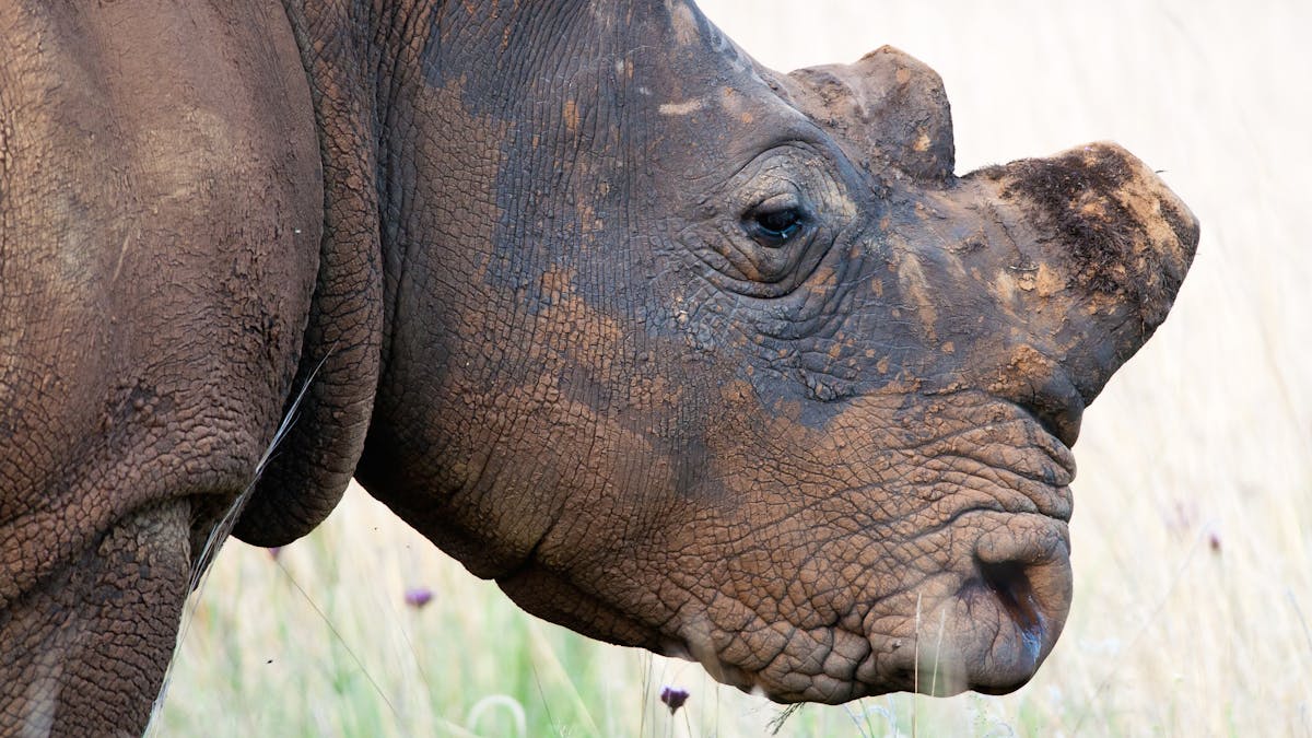 Horns value rhino Saving the