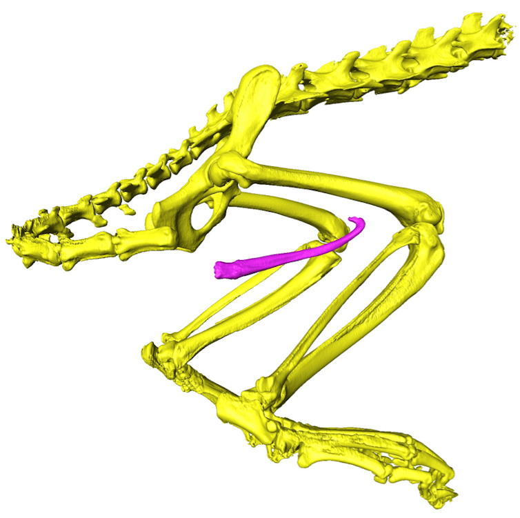 PENIS BONES. A 3D model of the skeleton of a European polecat. Penis bone (baculum) is highlighted in pink. Charlotte A. Brassey, Author provided
