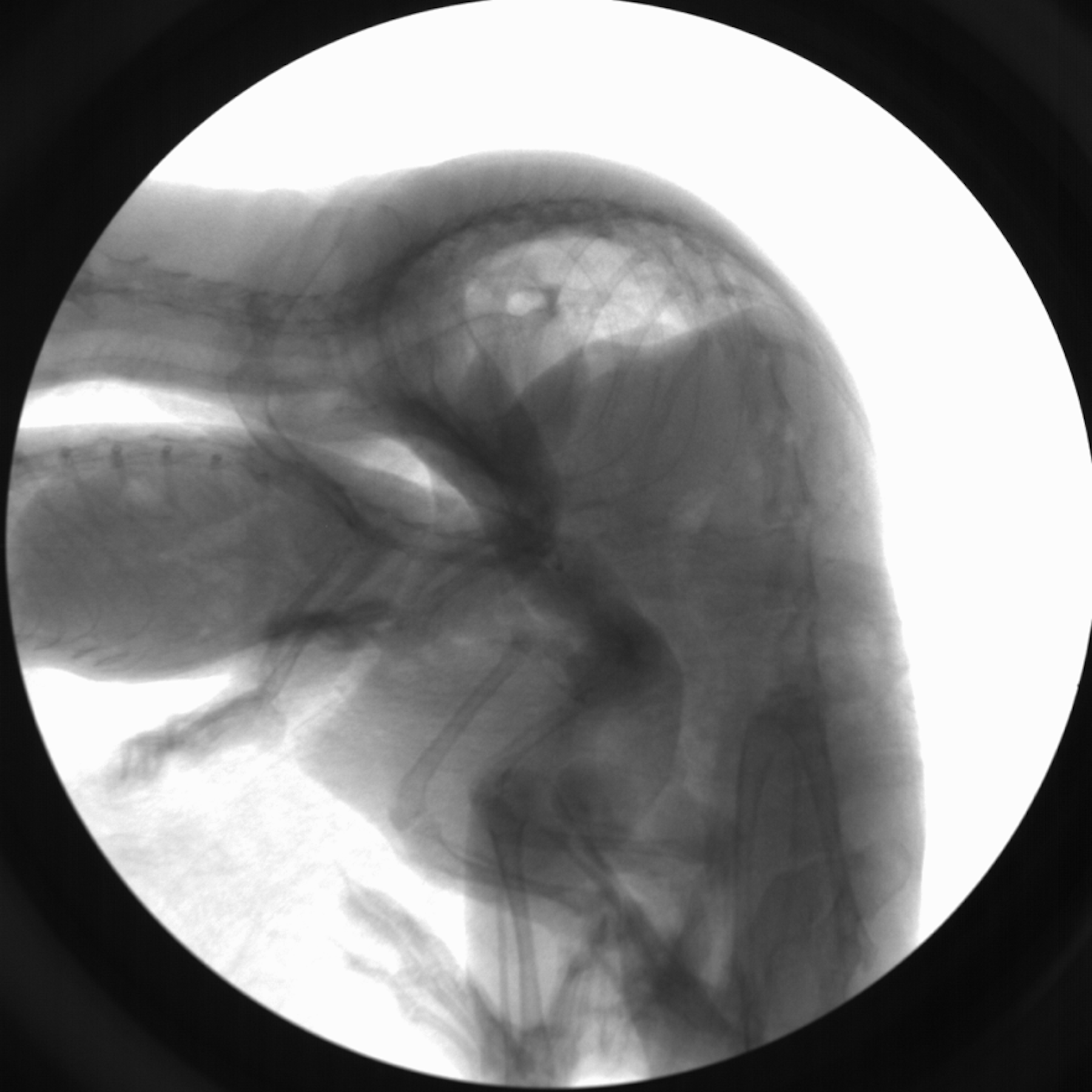 The Evolutionary Puzzle Of Ridged Mouth Bones 4 - 5tmlnkb